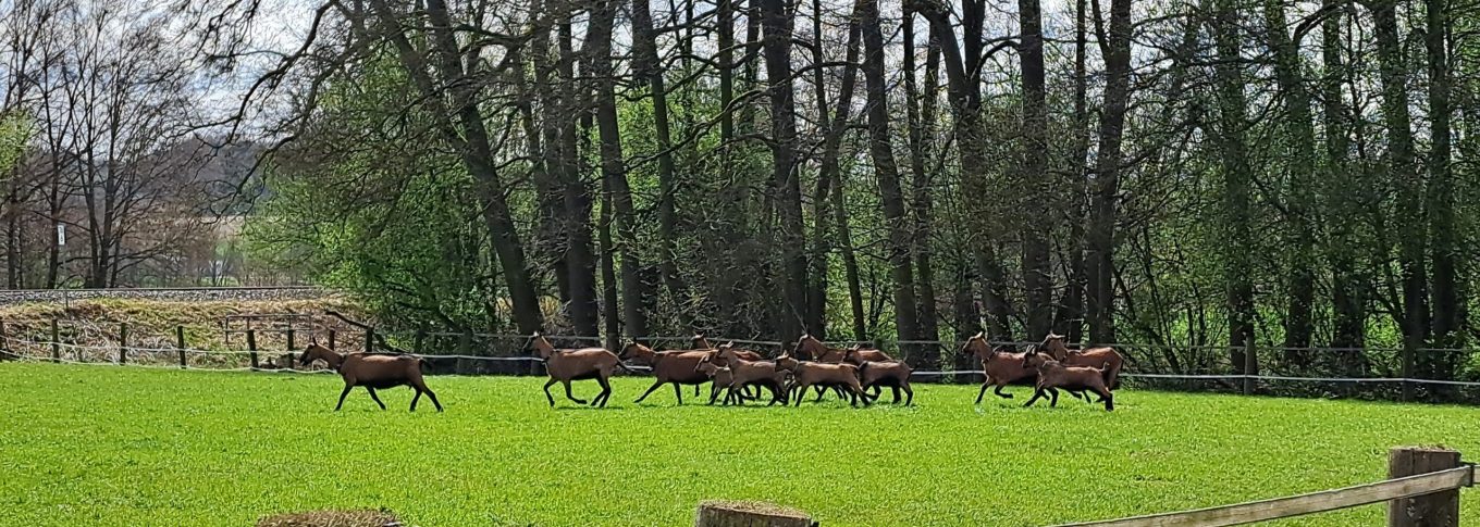 20260406_Ziegenherde auf der Weide_0